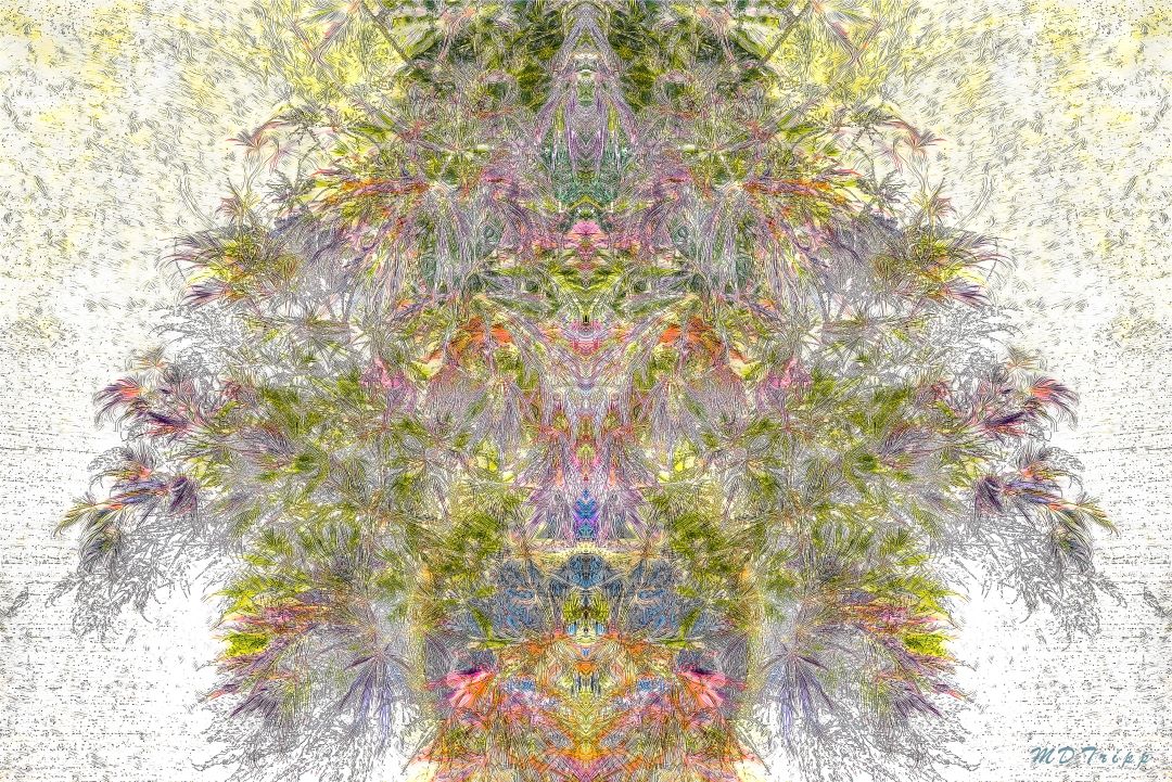 Last of the House Plants