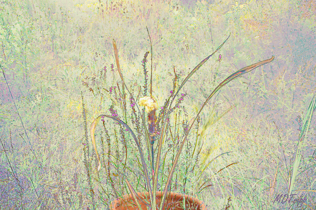 The Beautiful Life Around