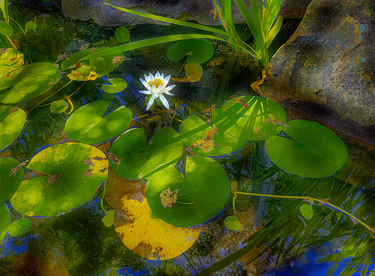 HD Archival Chromaluxe Aluminum Prints (Dye-sublimated metal prints)