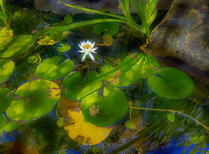 HD Archival Chromaluxe Aluminum Prints (Dye-sublimated metal prints)