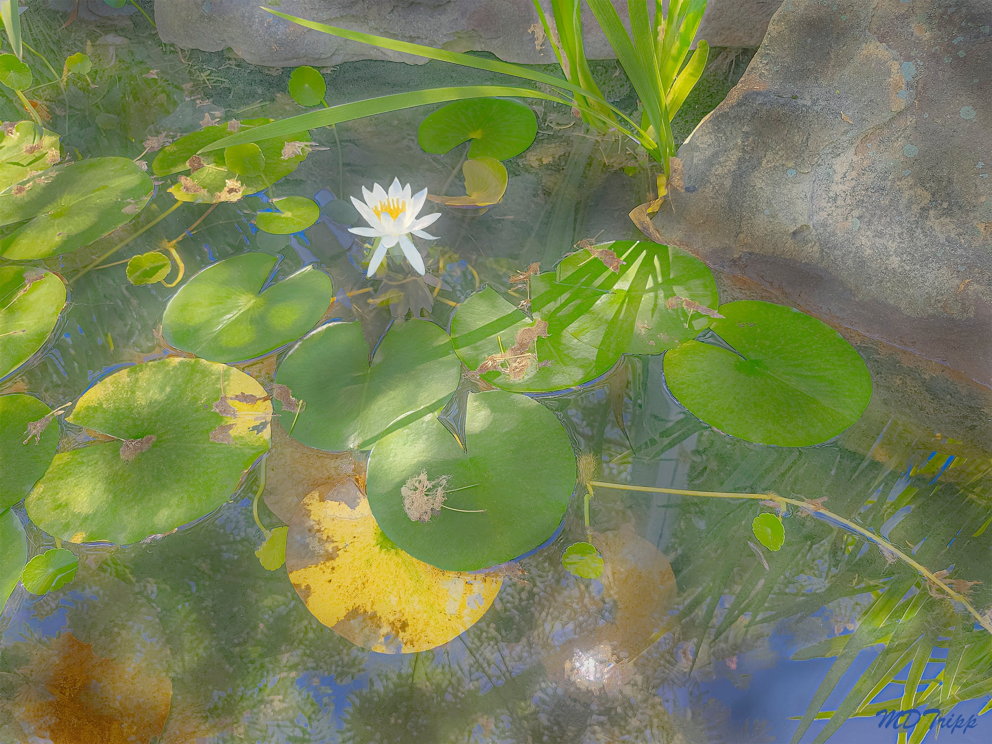 A peaceful painting titled 'Lilly Afternoon,' depicting a calm, sunlit scene with blooming lilies, evoking a sense of tranquility and natural beauty.